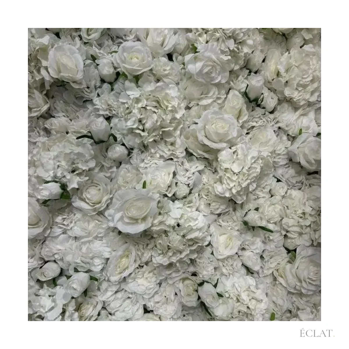Roses et hortensias blancs serrés du mur fleuri, vus de près