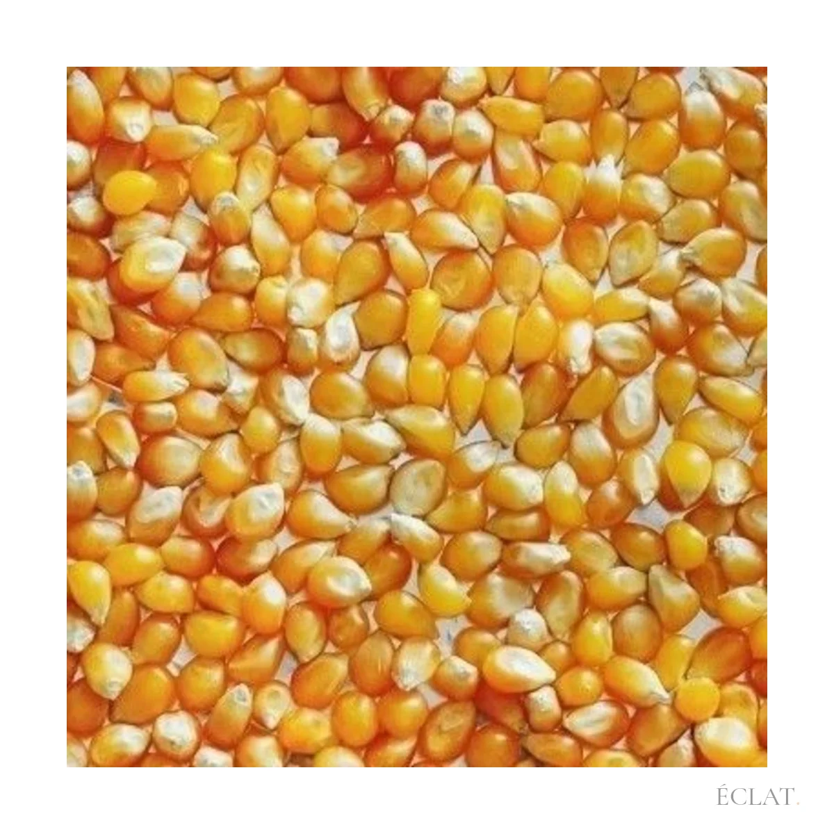 Grains de maïs à pop-corn de variété Butterfly, vue rapprochée